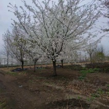 基地大量出售3-30公分早樱