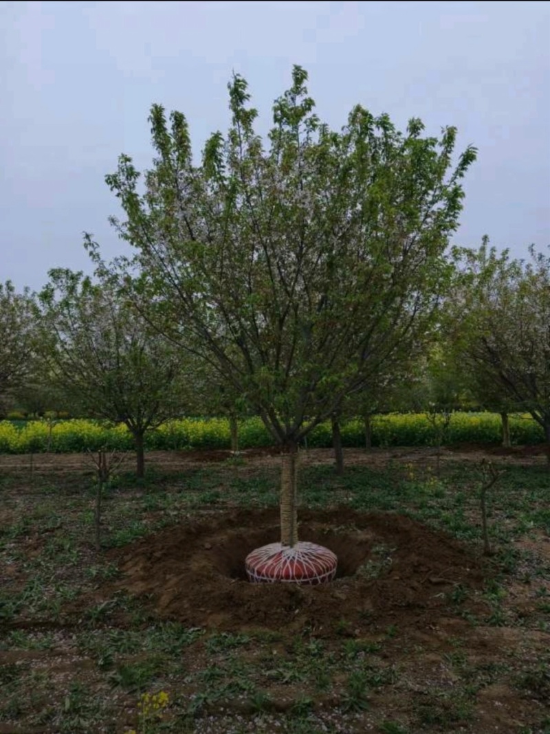 基地大量出售3-30公分早樱