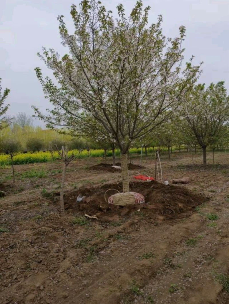 基地大量出售3-30公分早樱