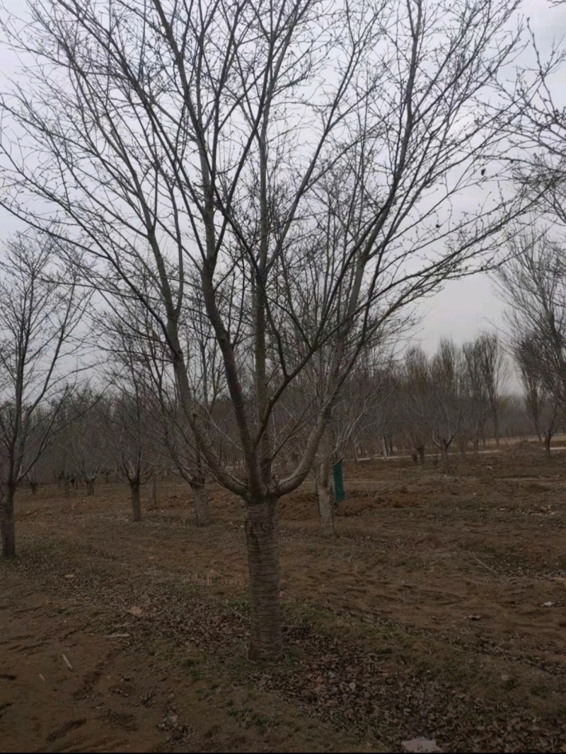 基地大量出售3-30公分早樱