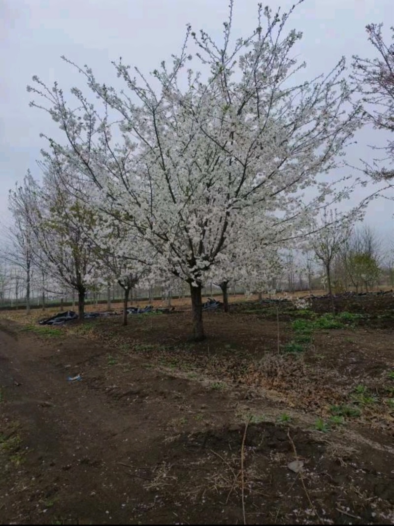 基地大量出售3-30公分早樱