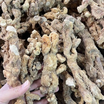 野生黄精大量供应