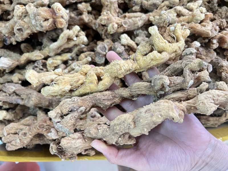 野生黄精大量供应