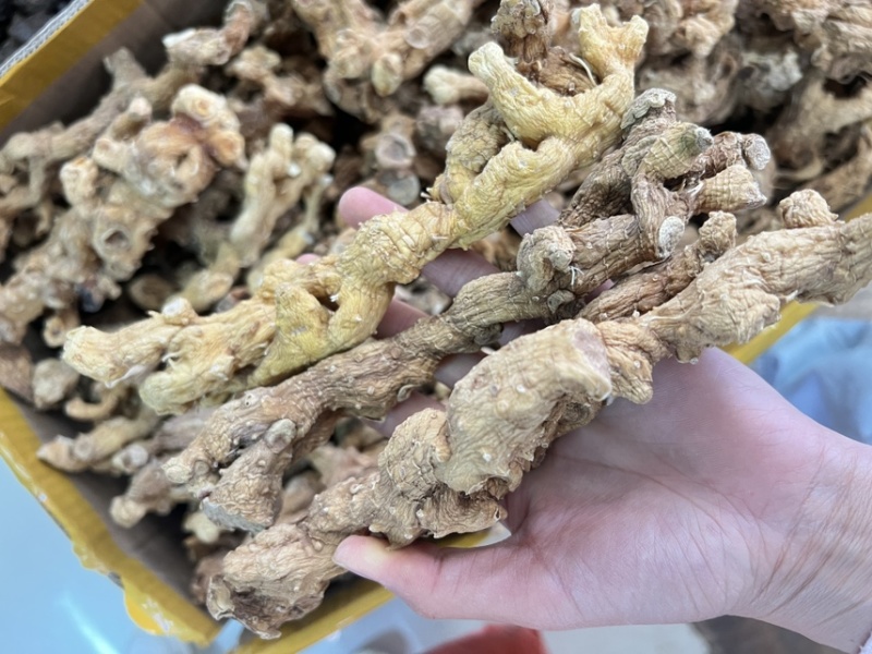野生黄精大量供应