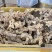 野生黄精大量供应