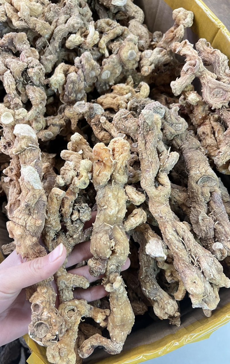 野生黄精大量供应