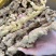 野生黄精大量供应