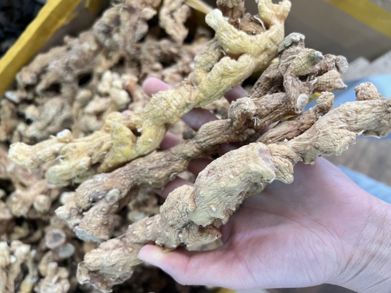 野生黄精大量供应