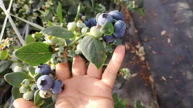 大凉山花香蓝莓