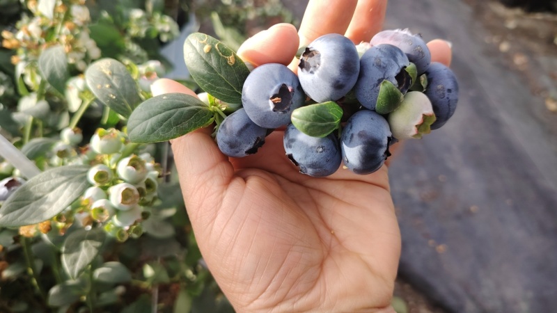 大凉山花香蓝莓