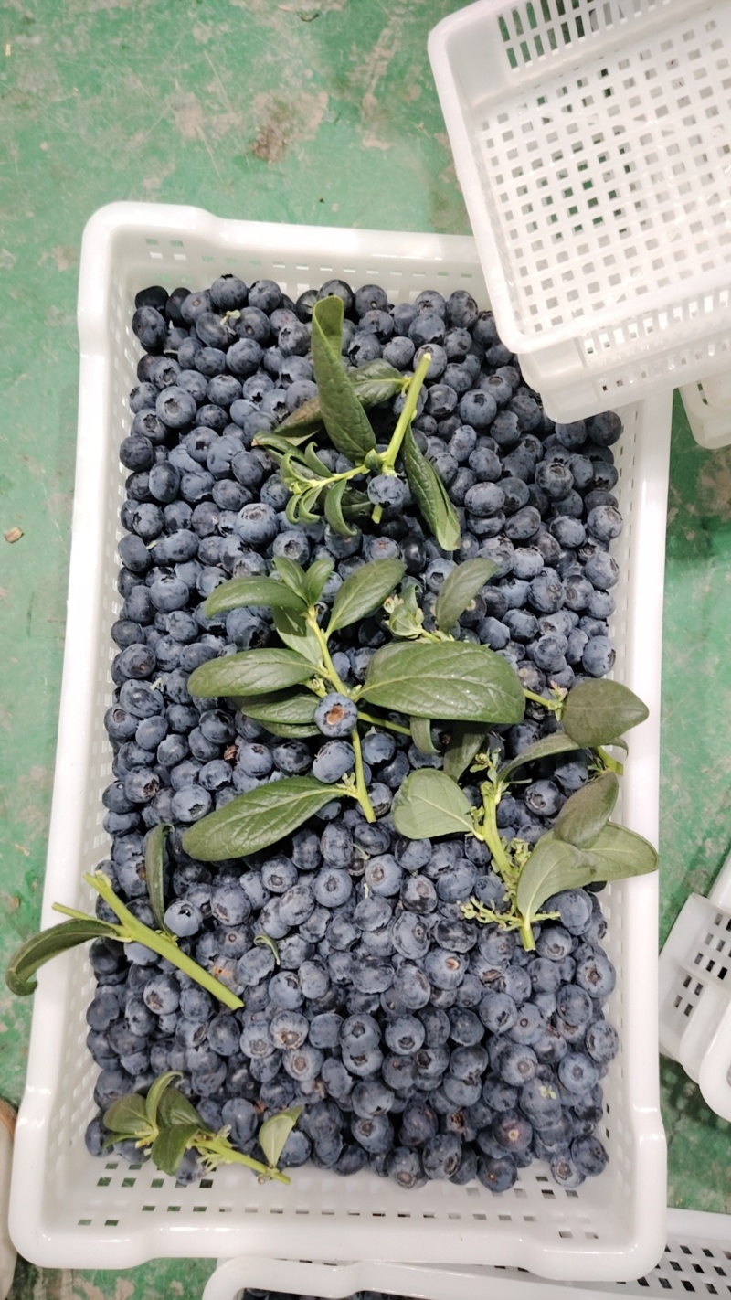 大凉山花香蓝莓