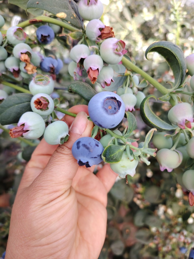 大凉山花香蓝莓