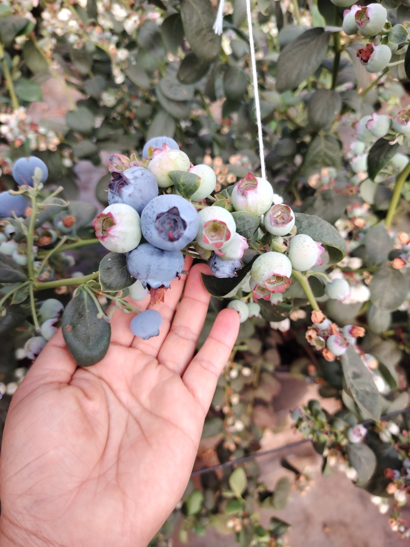 大凉山花香蓝莓