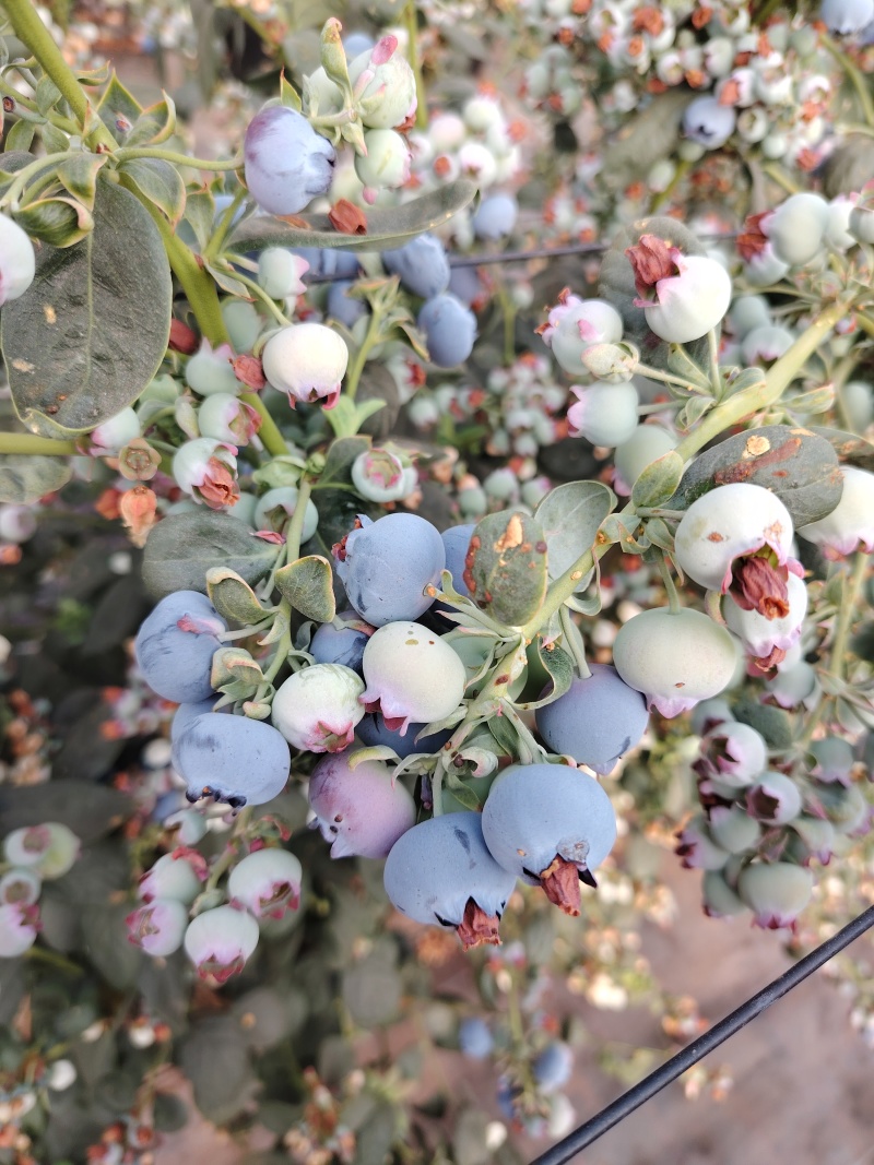 大凉山花香蓝莓