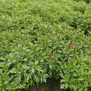 玛格丽特