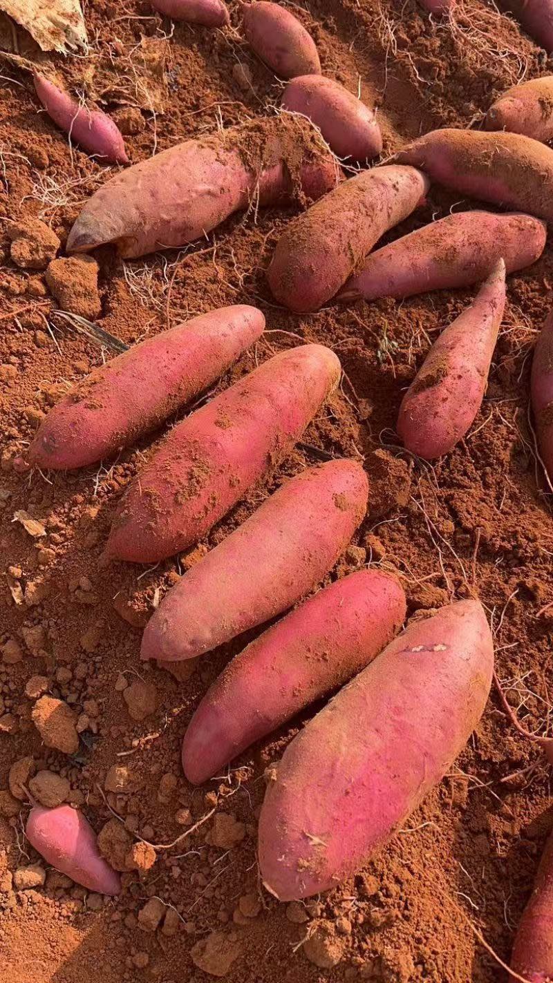 广东西瓜红红薯承接商超，电商欢迎前来选购