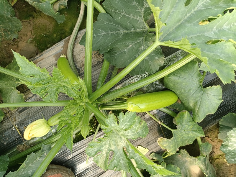 西葫芦