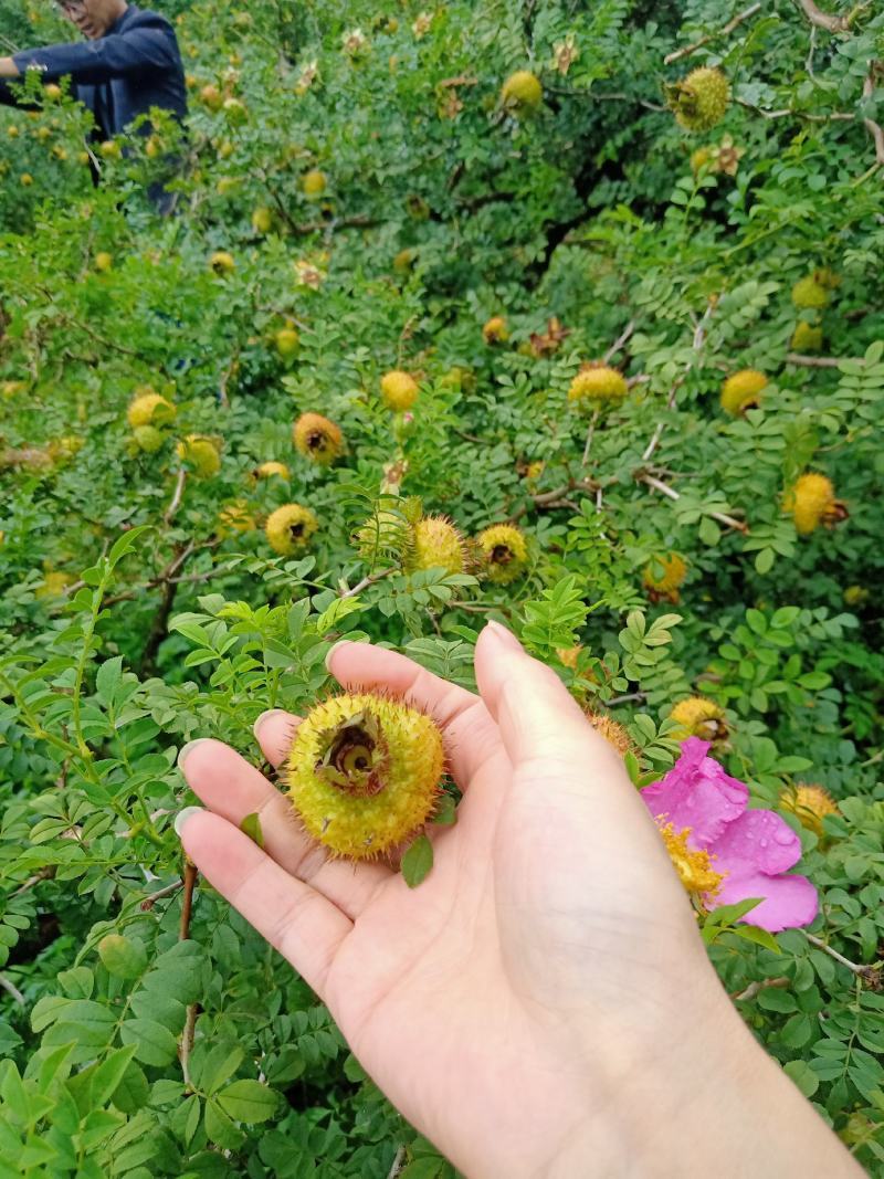 贵州刺梨种植农户自种刺梨鲜果800亩中果大果特大果