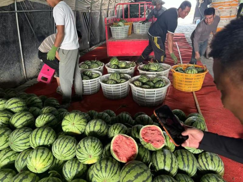 麒麟美都西瓜大量上市价格合理质量三包口感脆甜电话联系瓜好