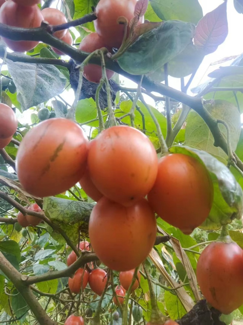 云南树番茄种植基地销售直采