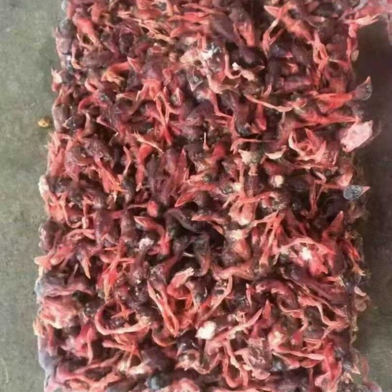 脱毛小鹌鹑（饲料级）