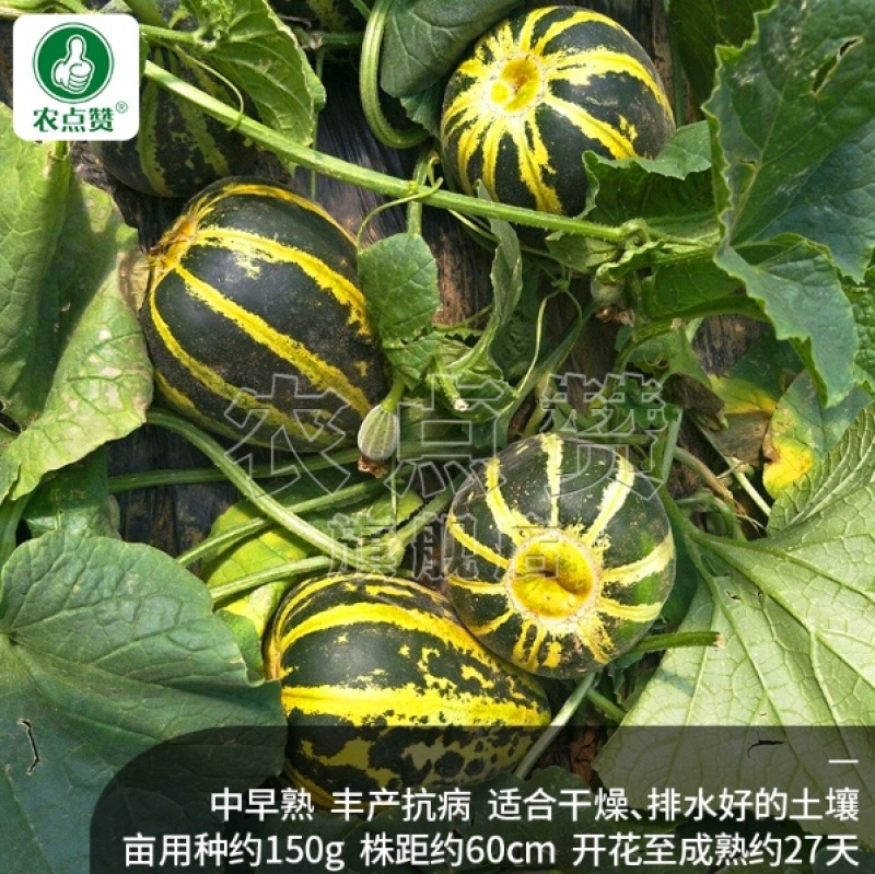 冰糖子甜瓜种子-中早熟丰产抗病又香又甜当季新种