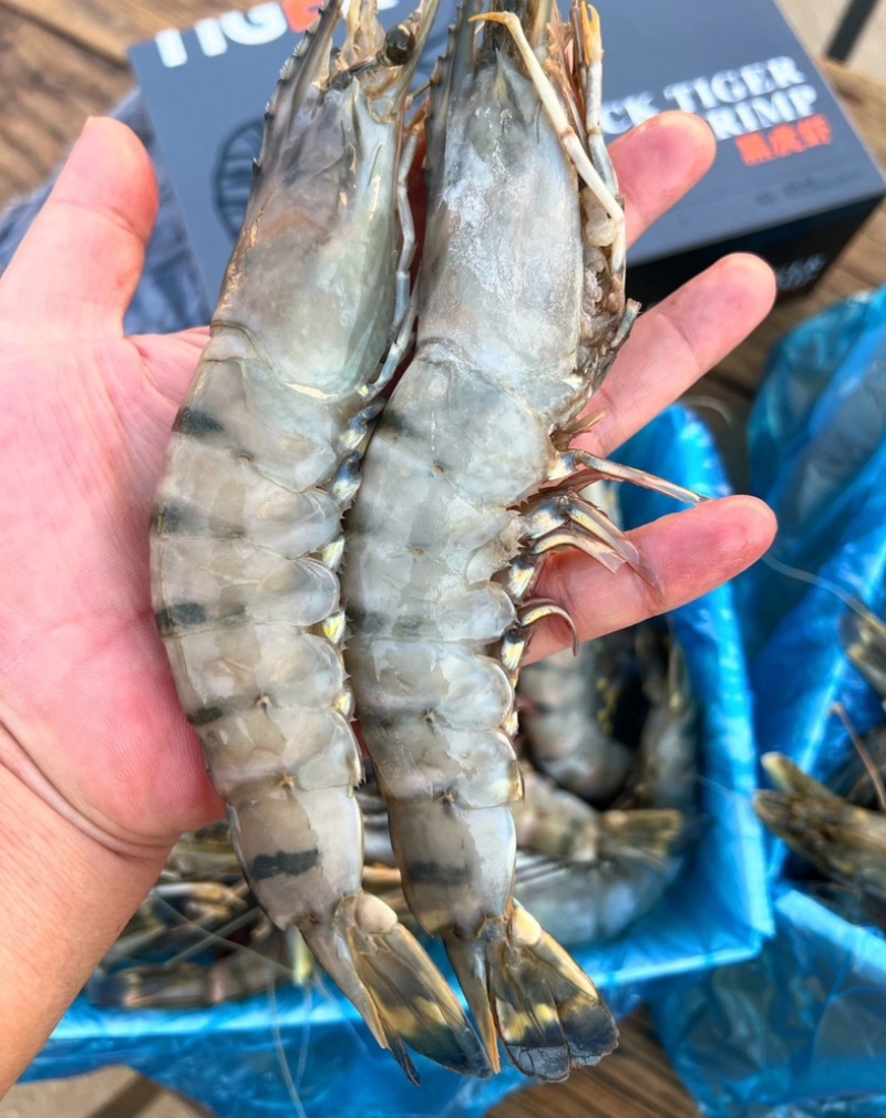 黑虎虾超大13-15规格，2斤装可一件代发
