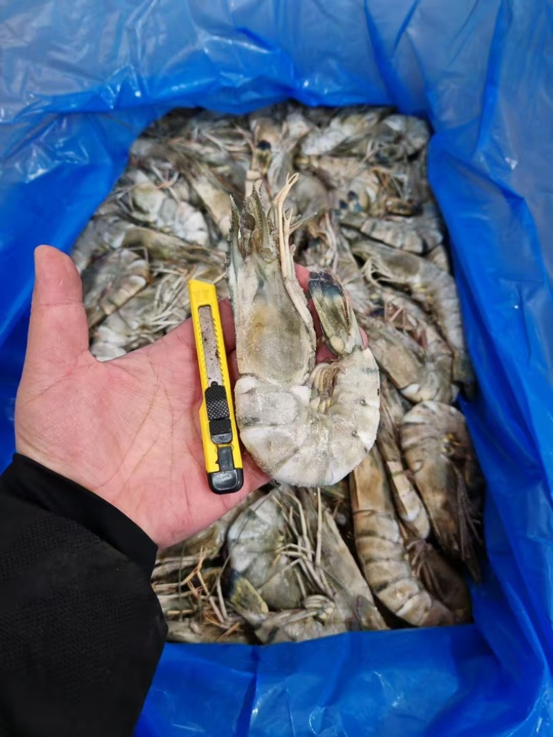 黑虎虾超大13-15规格，2斤装可一件代发