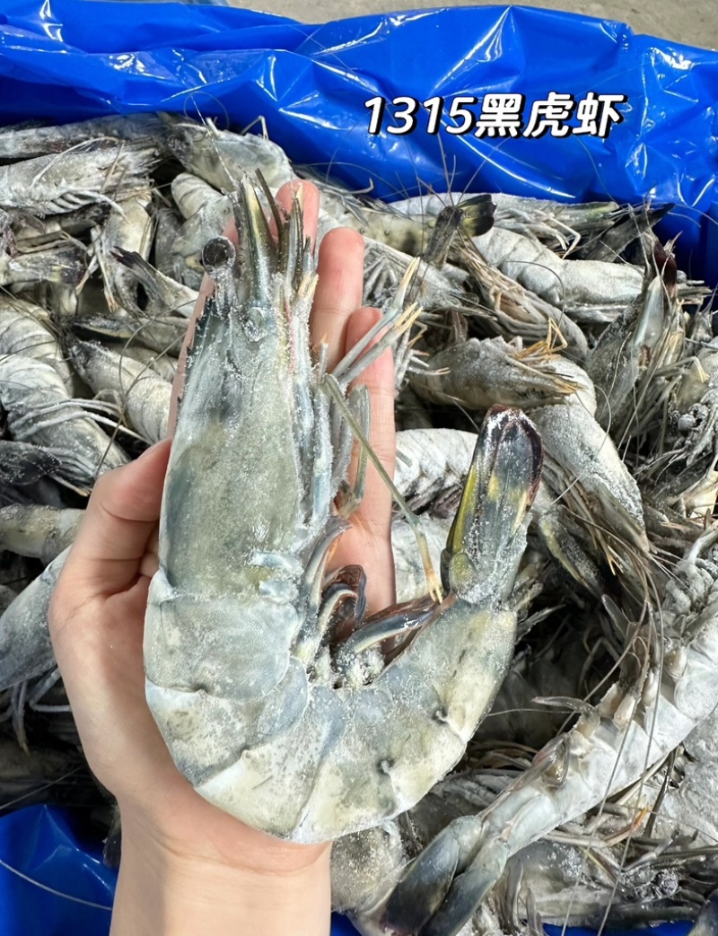 黑虎虾超大13-15规格，2斤装可一件代发