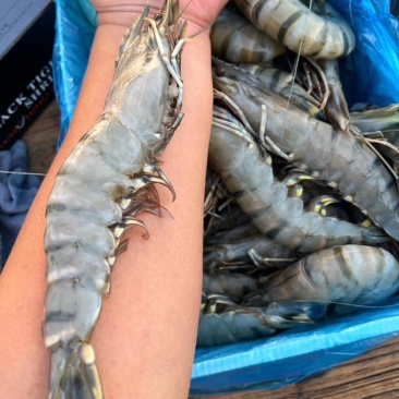 黑虎虾超大13-15规格，2斤装可一件代发