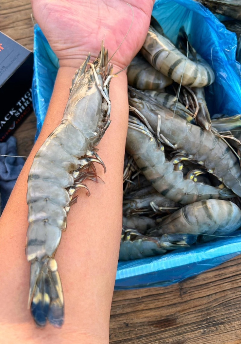 黑虎虾超大13-15规格，2斤装可一件代发