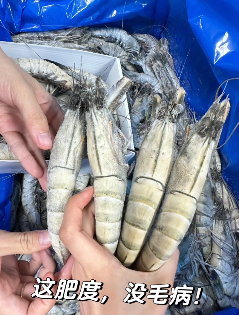 黑虎虾超大13-15规格，2斤装可一件代发