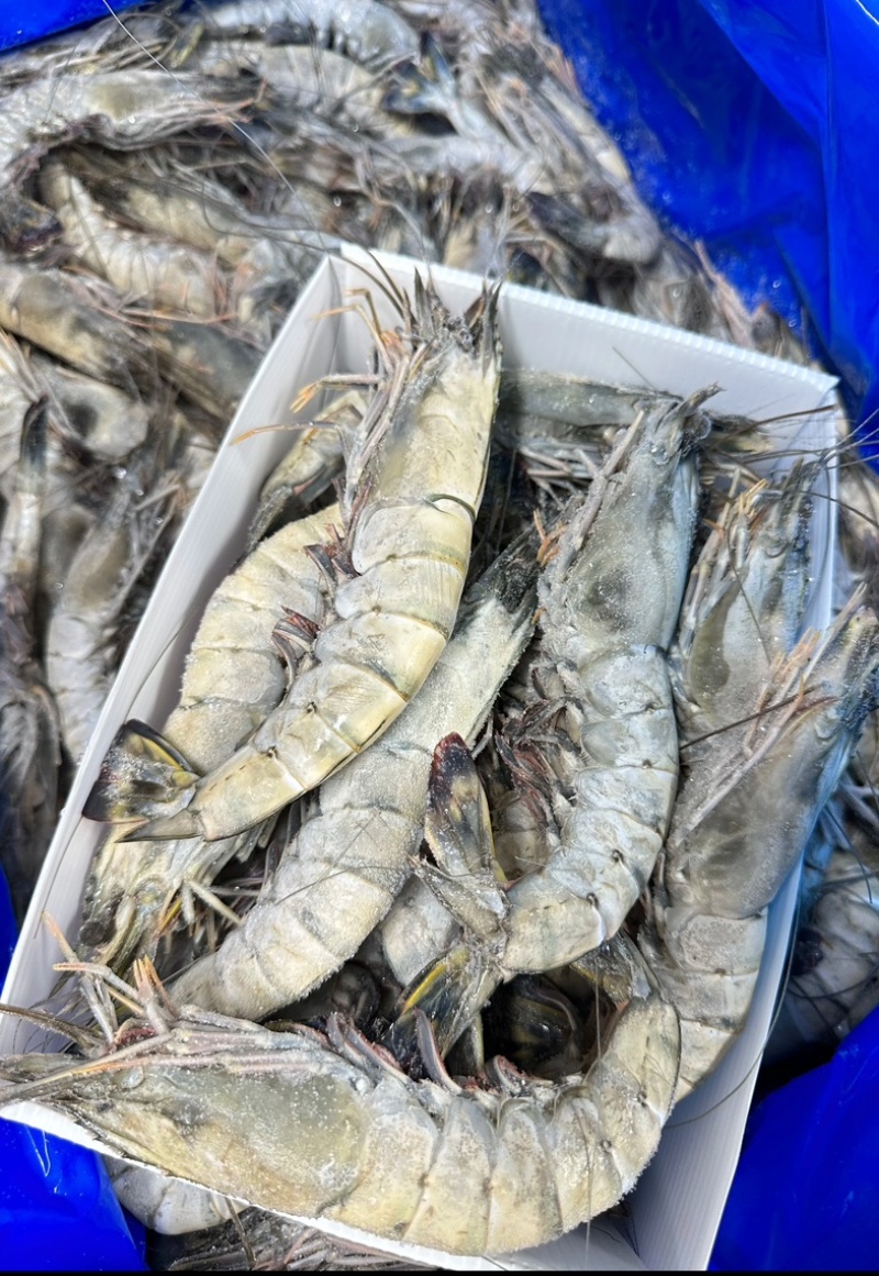 黑虎虾超大13-15规格，2斤装可一件代发