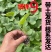 嫁接博洋9苗，实力苗场直发保真，郝有财