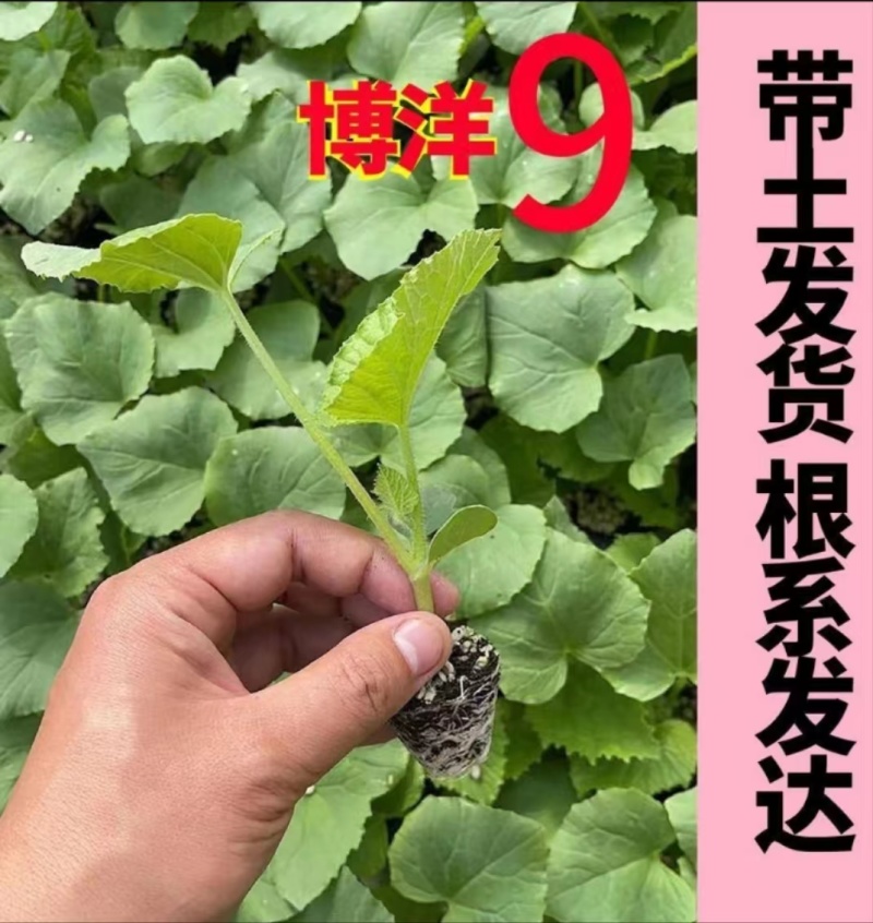 嫁接博洋9苗，实力苗场直发保真，郝有财