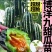 嫁接博洋9苗，实力苗场直发保真，郝有财