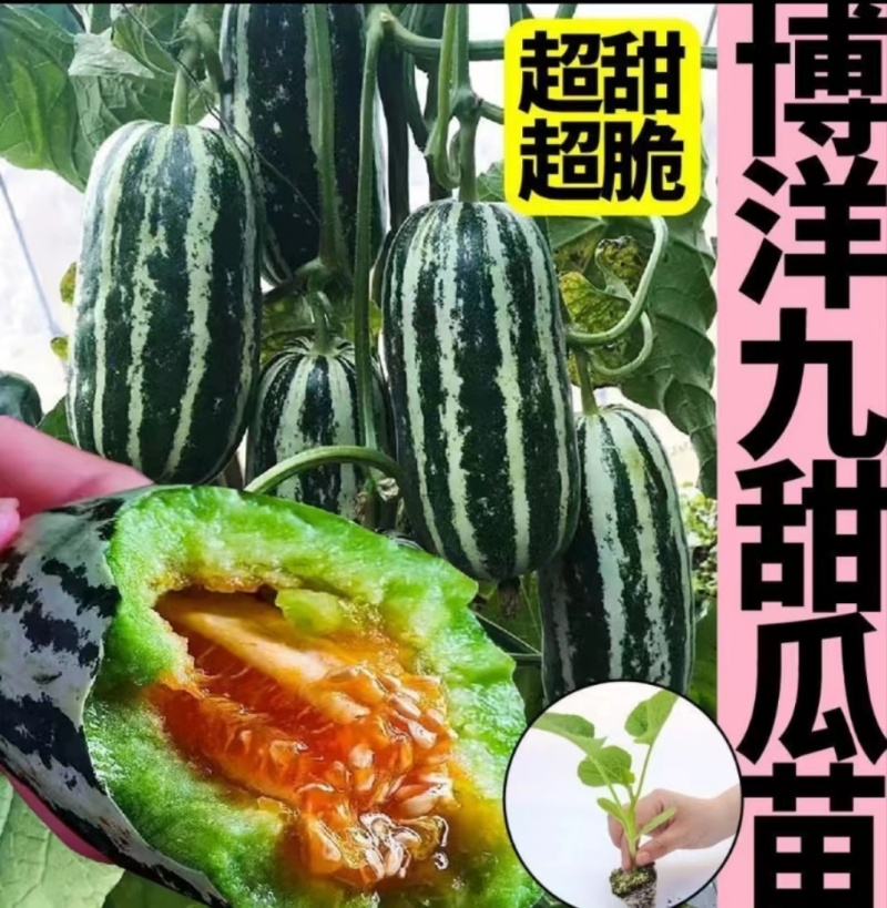嫁接博洋9苗，实力苗场直发保真，郝有财