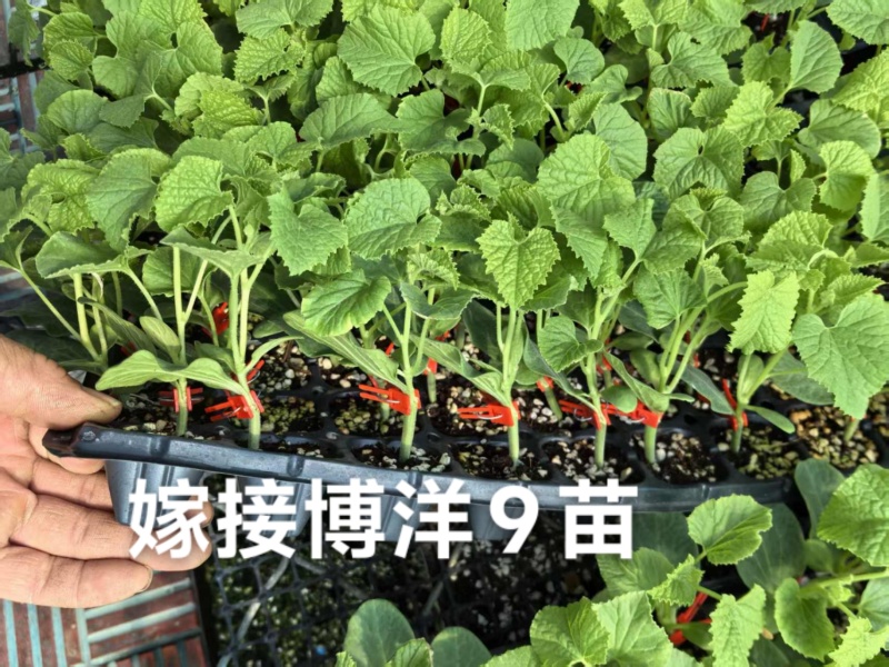 嫁接博洋9苗，实力苗场直发保真，郝有财