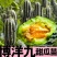 嫁接博洋9苗，实力苗场直发保真，郝有财