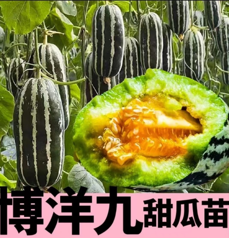 嫁接博洋9苗，实力苗场直发保真，郝有财