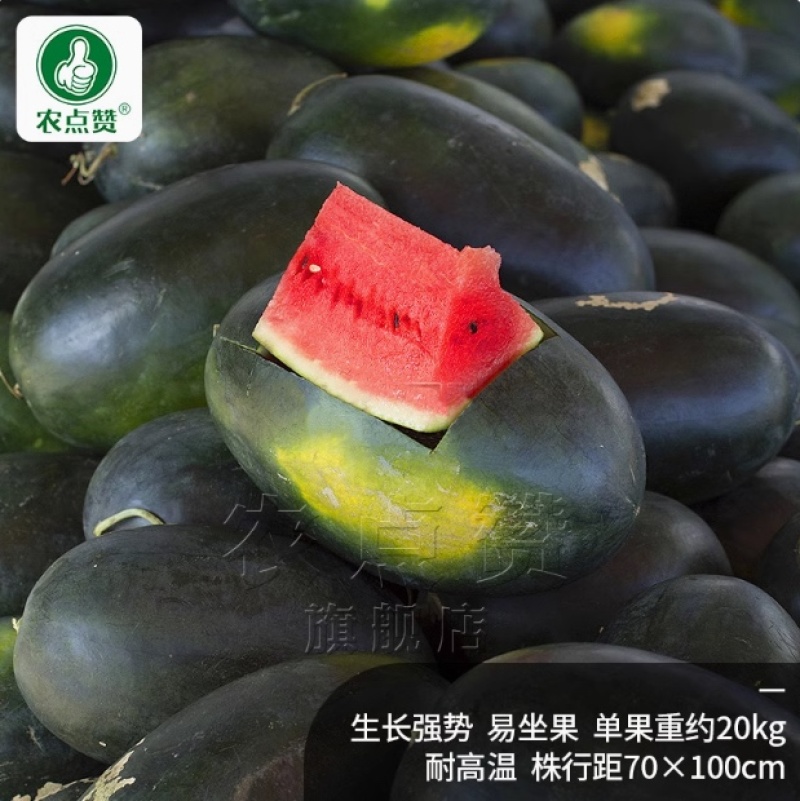 黑将军-黑皮西瓜种子黑皮红肉甜脆多汁有沙又甜耐高温