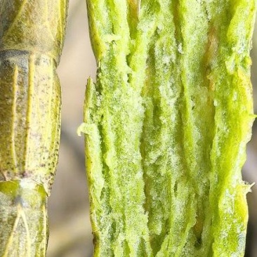 铁皮鲜条