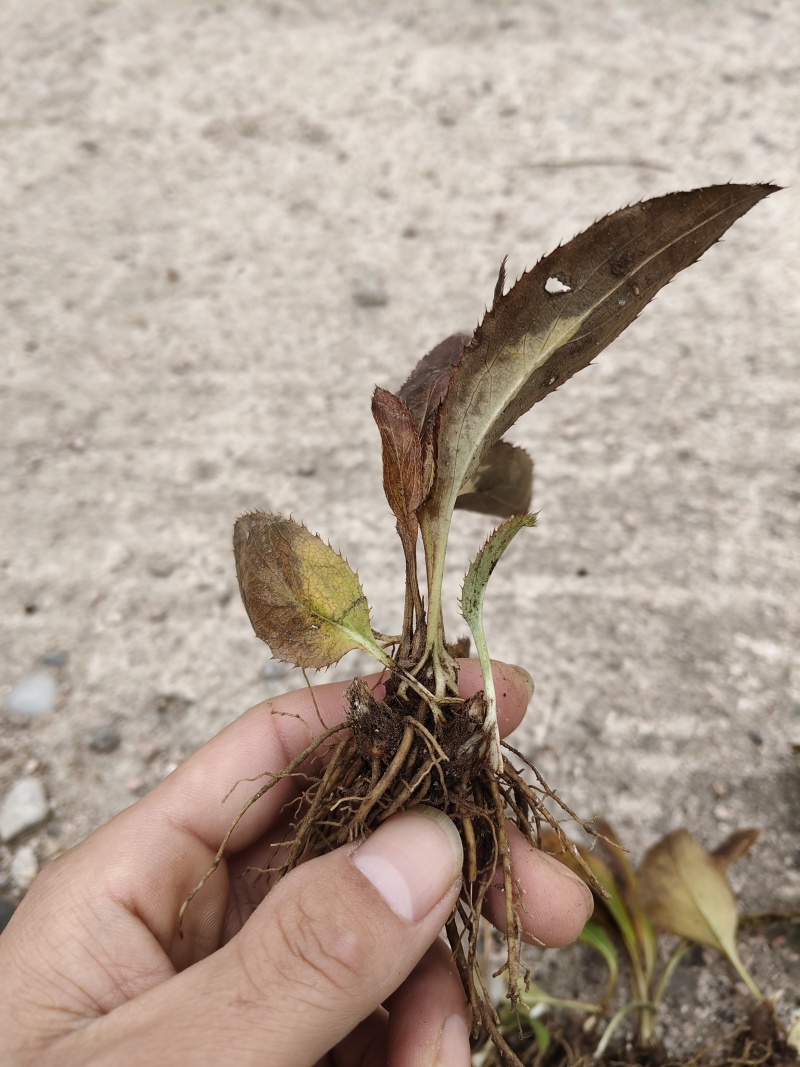 大柳叶条形朱砂点苍术一年苗