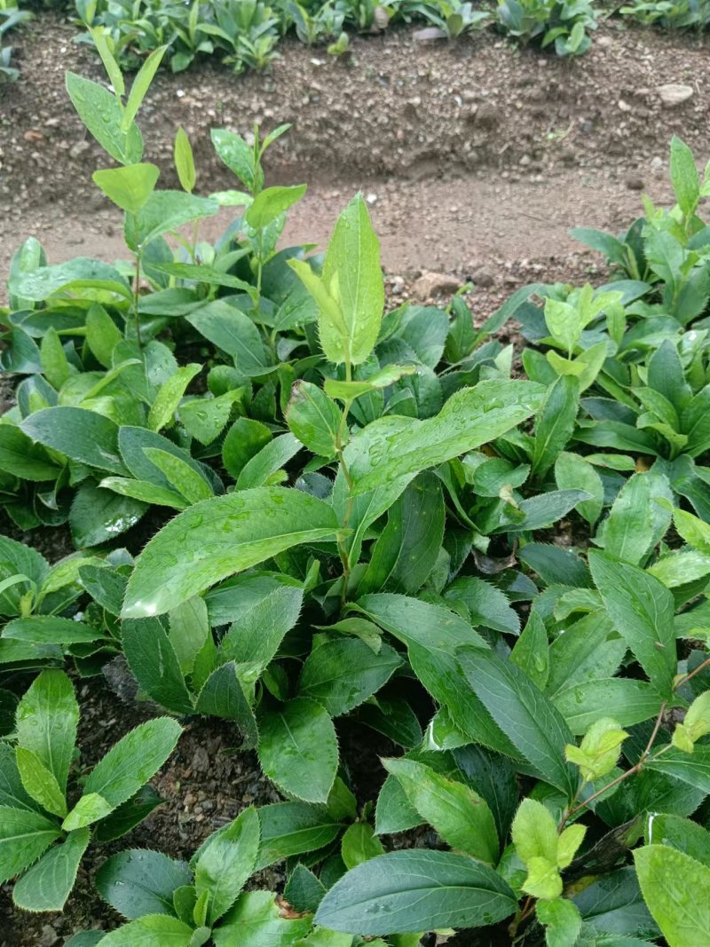 大柳叶条形朱砂点苍术一年苗