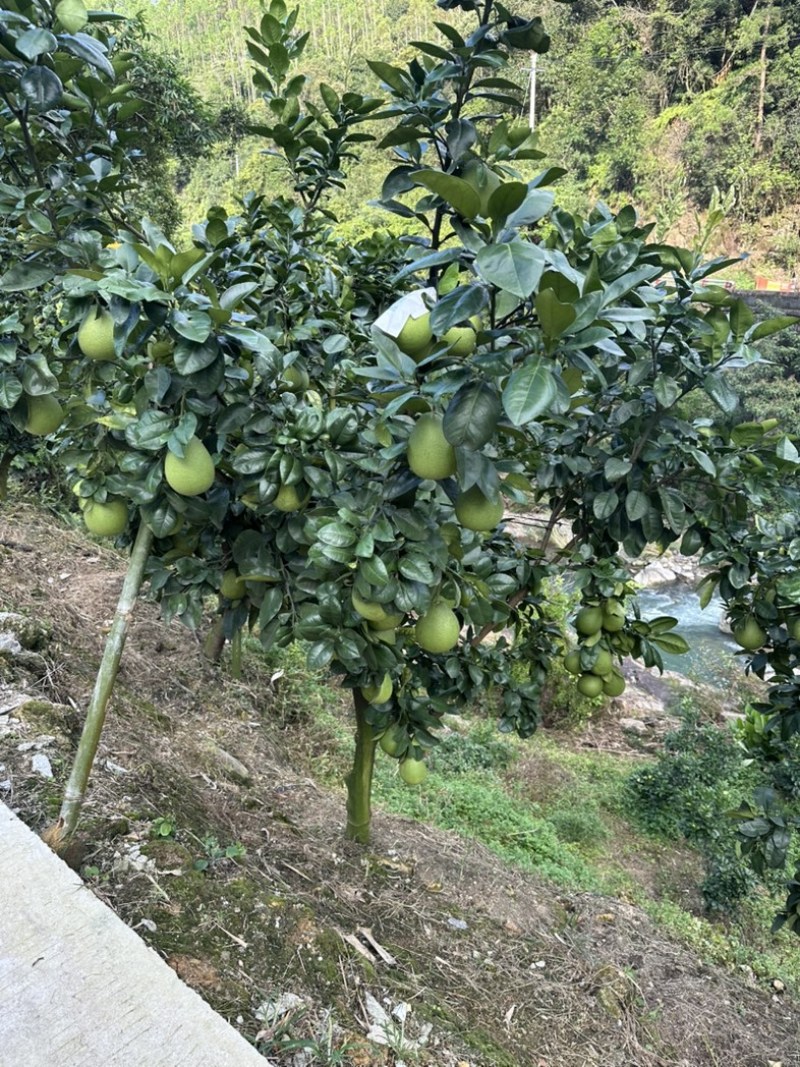 文旦柚苗高端品种.早熟、台湾麻豆文旦柚苗.品质好。