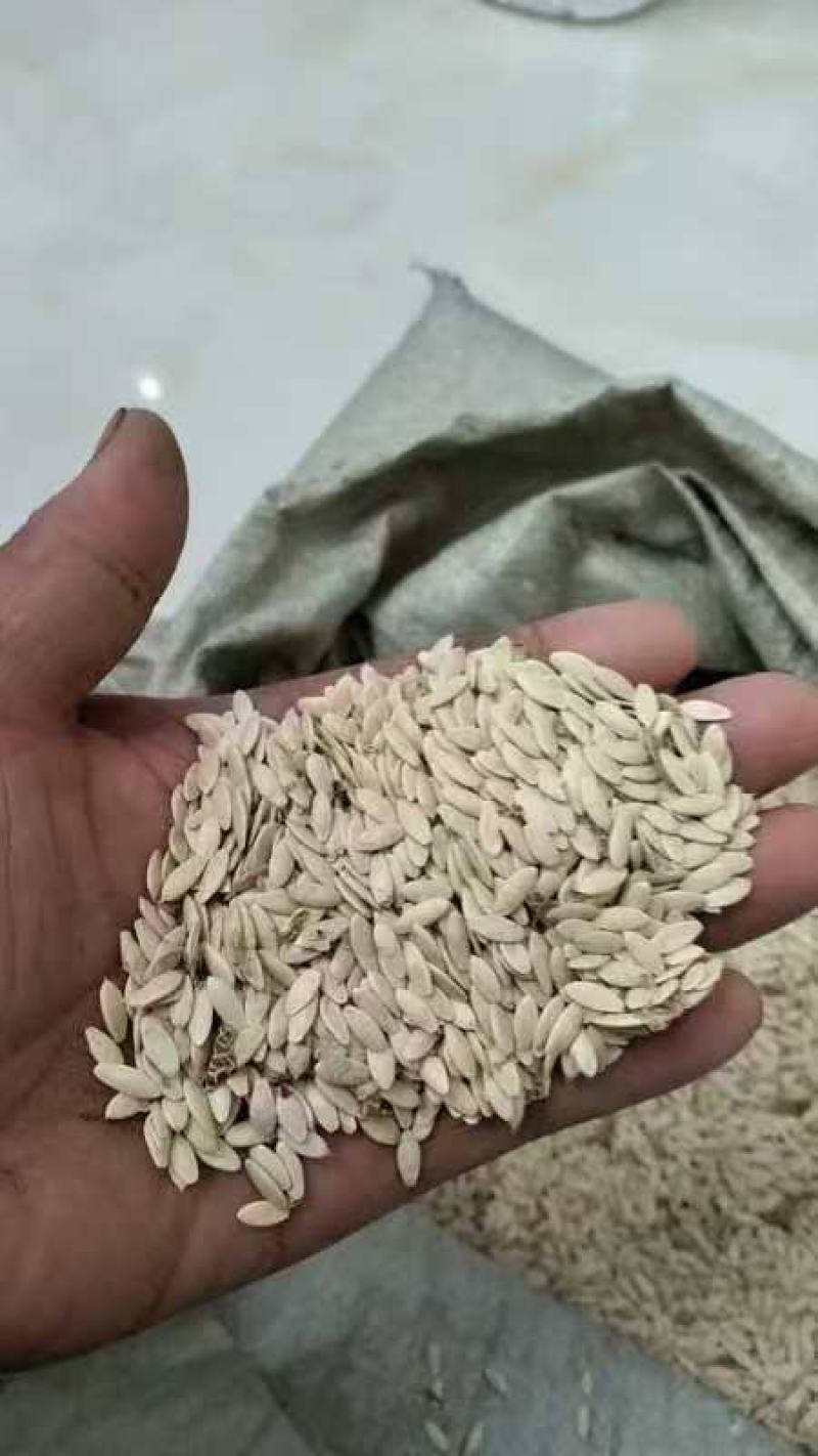 中药黄瓜子