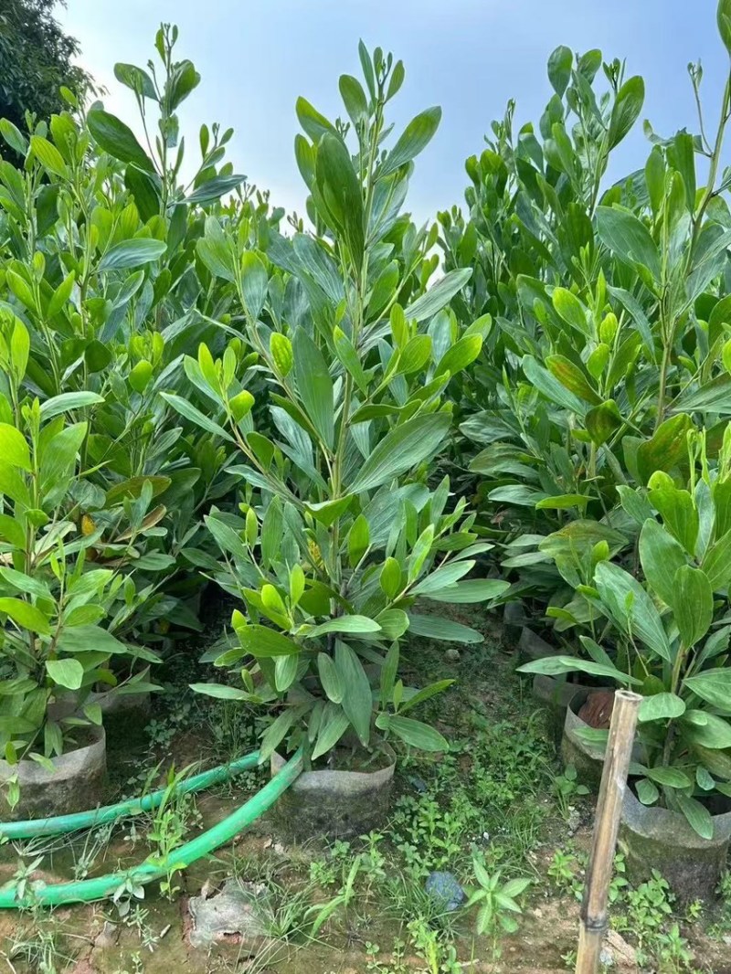 马占相思，大量现货出售有需要的老板来电咨询