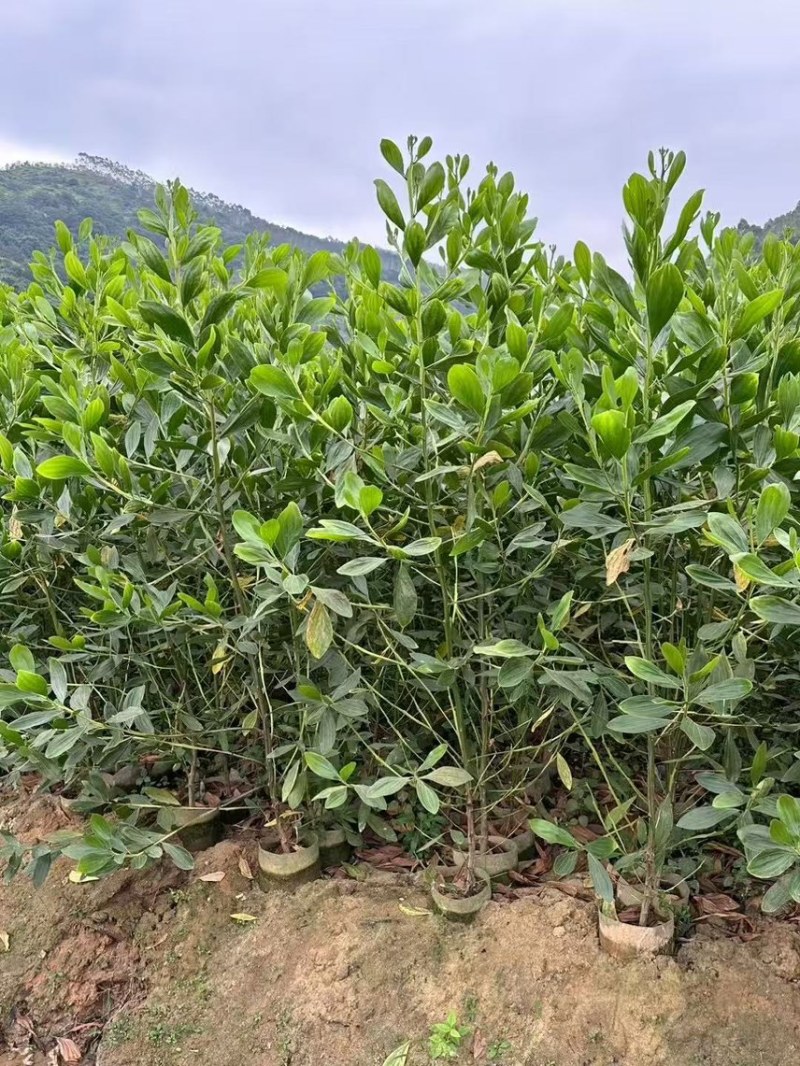 马占相思，大量现货出售有需要的老板来电咨询