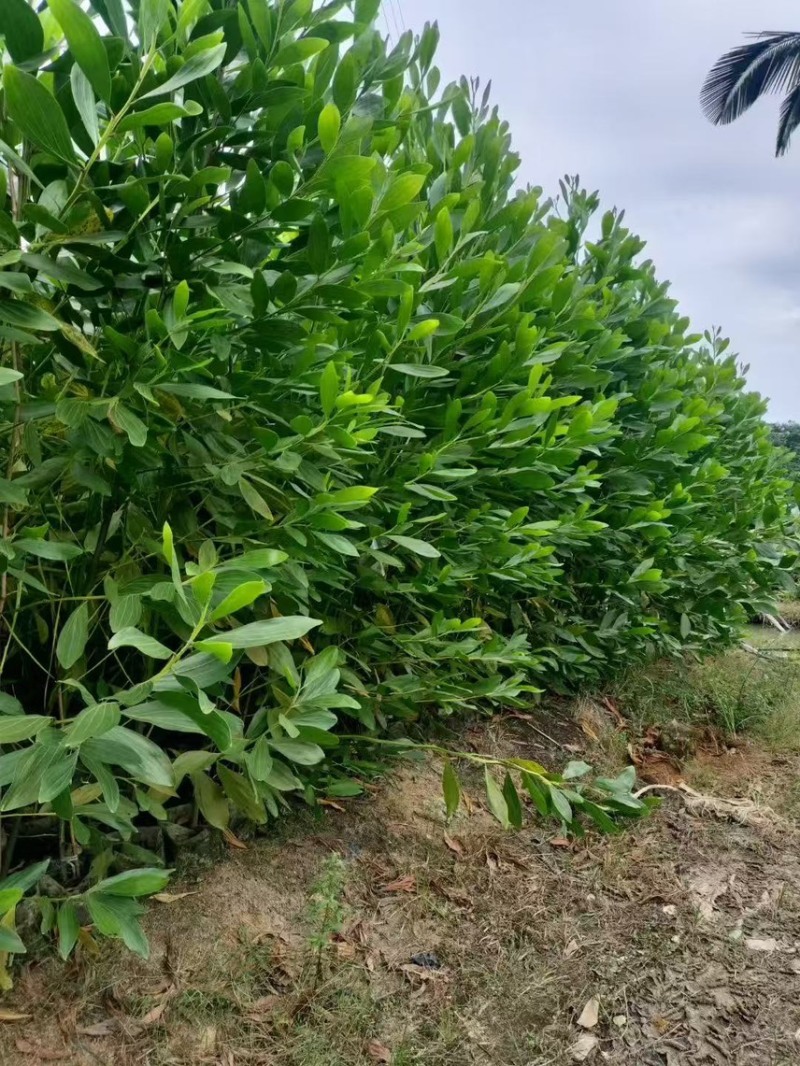 马占相思，大量现货出售有需要的老板来电咨询
