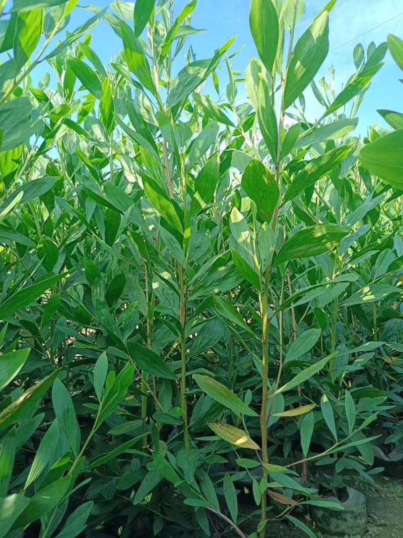 马占相思，大量现货出售有需要的老板来电咨询